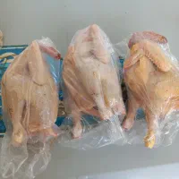 مرغ دونه ای ۳۳۰