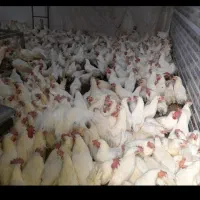 مرغ تخمگذار