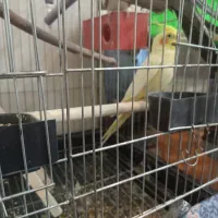 یه جفت عروس هلندی سالم سالم