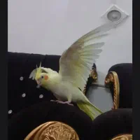 عروس هلندی