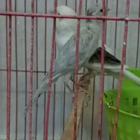 قناری نر