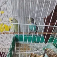 کهنوج|پرنده|کهنوج, |دیوار