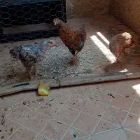 مرغ و خروس محلی