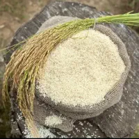 برنج هاشمی