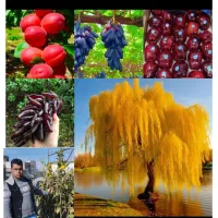 ،نهال|خدمات باغبانی و درختکاری|گرگان, |دیوار