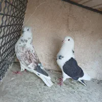 کبوتر هوایی پرشی