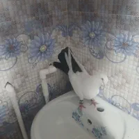 پرنده