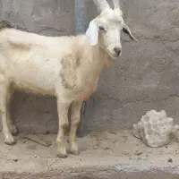 نَر بُز سانن