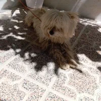 سگ پاکوتاه شیتزو