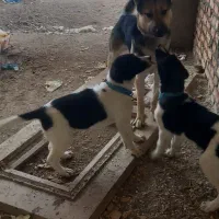 سگ گرگی ژرمن سگ نگهبانی