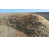 کاه گاودانه