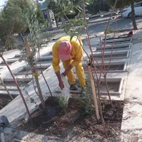سرقبر کنارقبر سرمزار کاشتن نهال درخت گل وگیاه در|خدمات باغبانی و درختکاری|تهران, باغ خزانه|دیوار