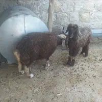 بره بی