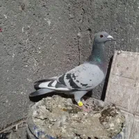 ماده 370 نشسته