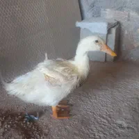 اردک