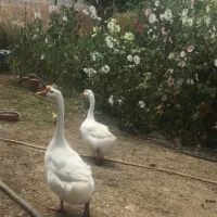 قو نژاد لیندا دو جفت