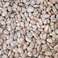 لوبیاچیتی تازه به شرت