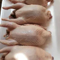 فروش گوشت بلدرچین تازه وبسیارگرم تحویل رایگانه