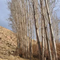 خرید و فروش چوب خریدار چوب