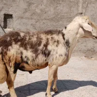 قوچ پلنگی