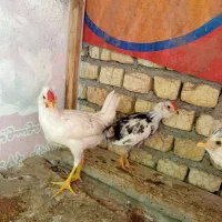 نیمچه گلین