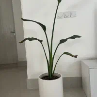 نخل نیکولای