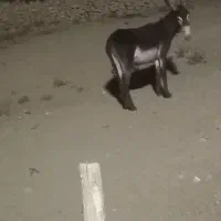 الاغ