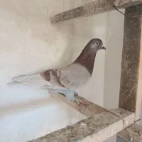 ۸عدد کبوتر ۴ماده ۴نر پرشی ضمانتی