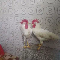 دو عدد خروس