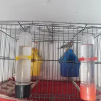 فنچ