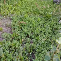 فروش سبزی محلی