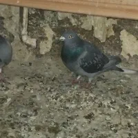 کود کبوتر