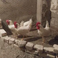 خروس
