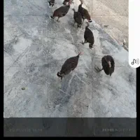 بوقلمو