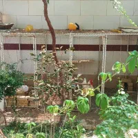 قفس مرغ زینتی