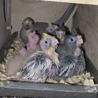 * فروش جفت های مولد واقعی عروس هلندی *