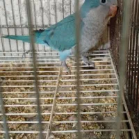 طوطی راهب نر جوان