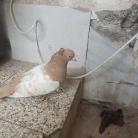 کفتر. آلمانی زرد