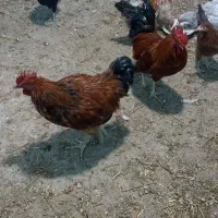 خروس و مرغ محلی