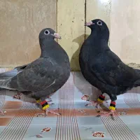 جفت جوجه سیاه و قهوه ای