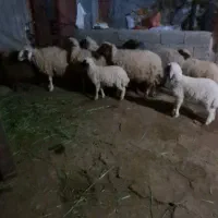 کاور فروش