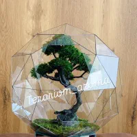 تراریوم بنسای جاودان