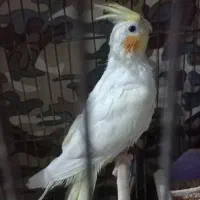 عروس هلندی