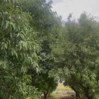 زمین مسکونی در کوچه وحدت ۸