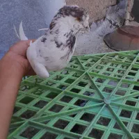 کفتر|پرنده|رباط‌کریم, شترخوار|دیوار