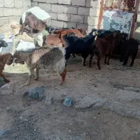 بزغاله