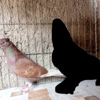 کبوترگرفته‌ شده