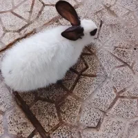 خرگوش