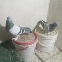 ۴جفت سبزوسوسنی ۳میلیون