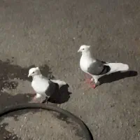کبوتر رنگی  پشت سبز  خوشکل